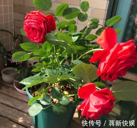 新手养花，不如养盆花中精品“彩纸口红”，花开如唇彩，清新秀丽