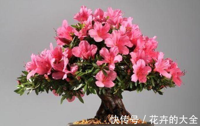 花中西施|农历8月7日起，养花试试这几款，花开美艳绝伦，阳台变花园