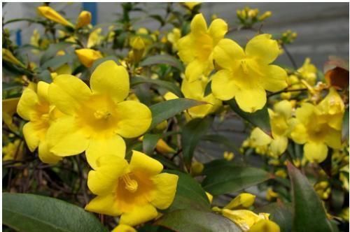 家里养花选它，比茉莉漂亮，比香水还香，是阳台盆栽佳品