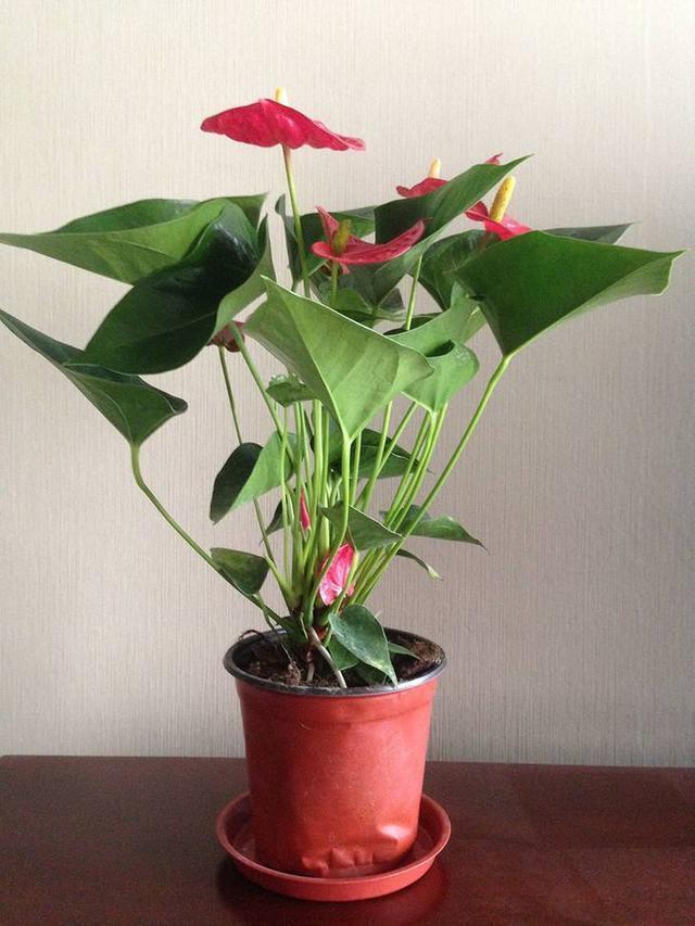 红掌怎么养才能开花 ，注意几点能让红掌常年花色鲜艳