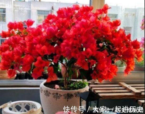 4种花超讨人喜欢，全年开花，花多易爆盆，太美了