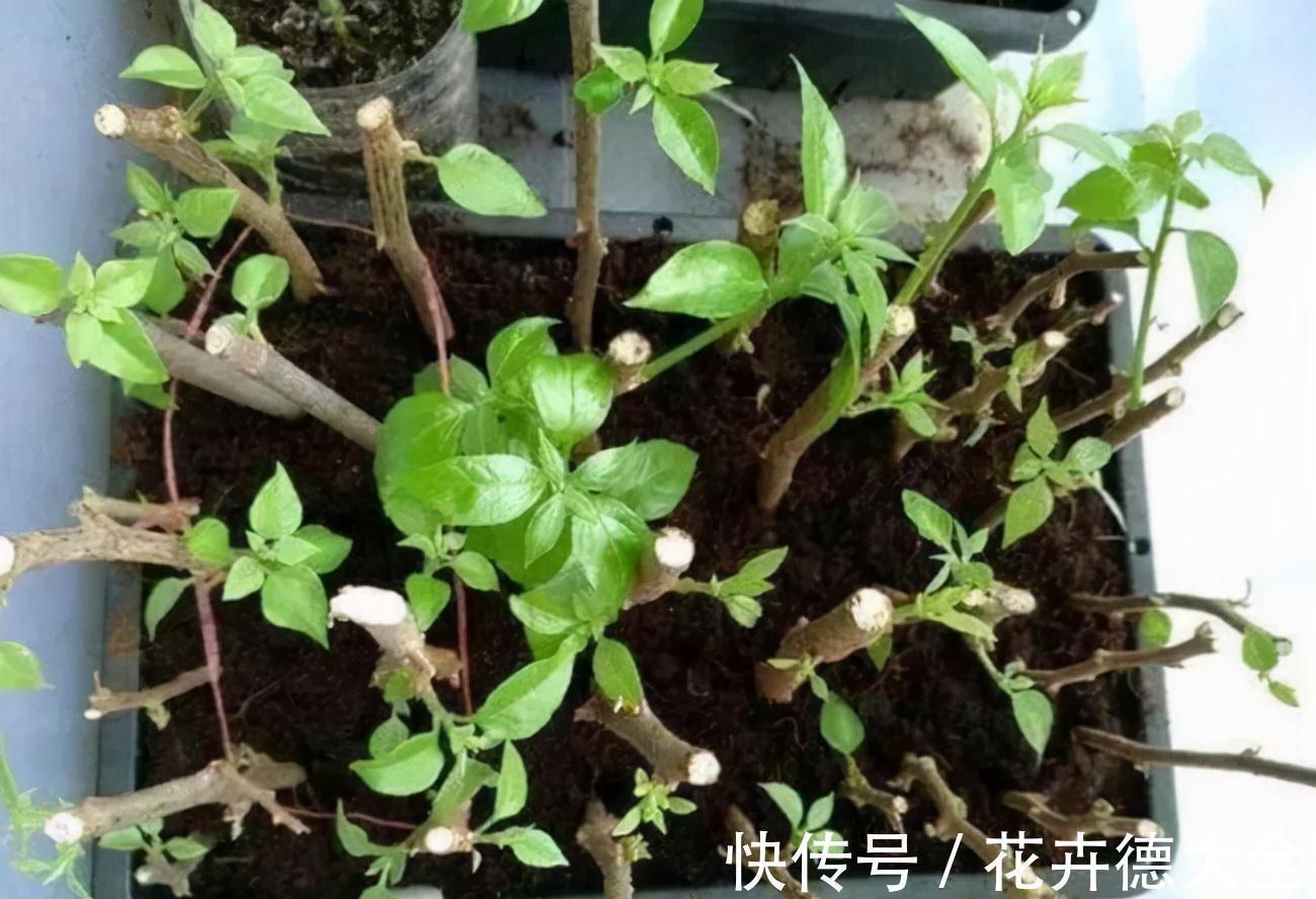 生根|9一10月,别忘记“扦插”这些花,“温度”适宜利于生根