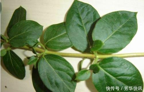 插枝|这花插枝即活,一年爬满阳台,花可泡茶喝,清火明目