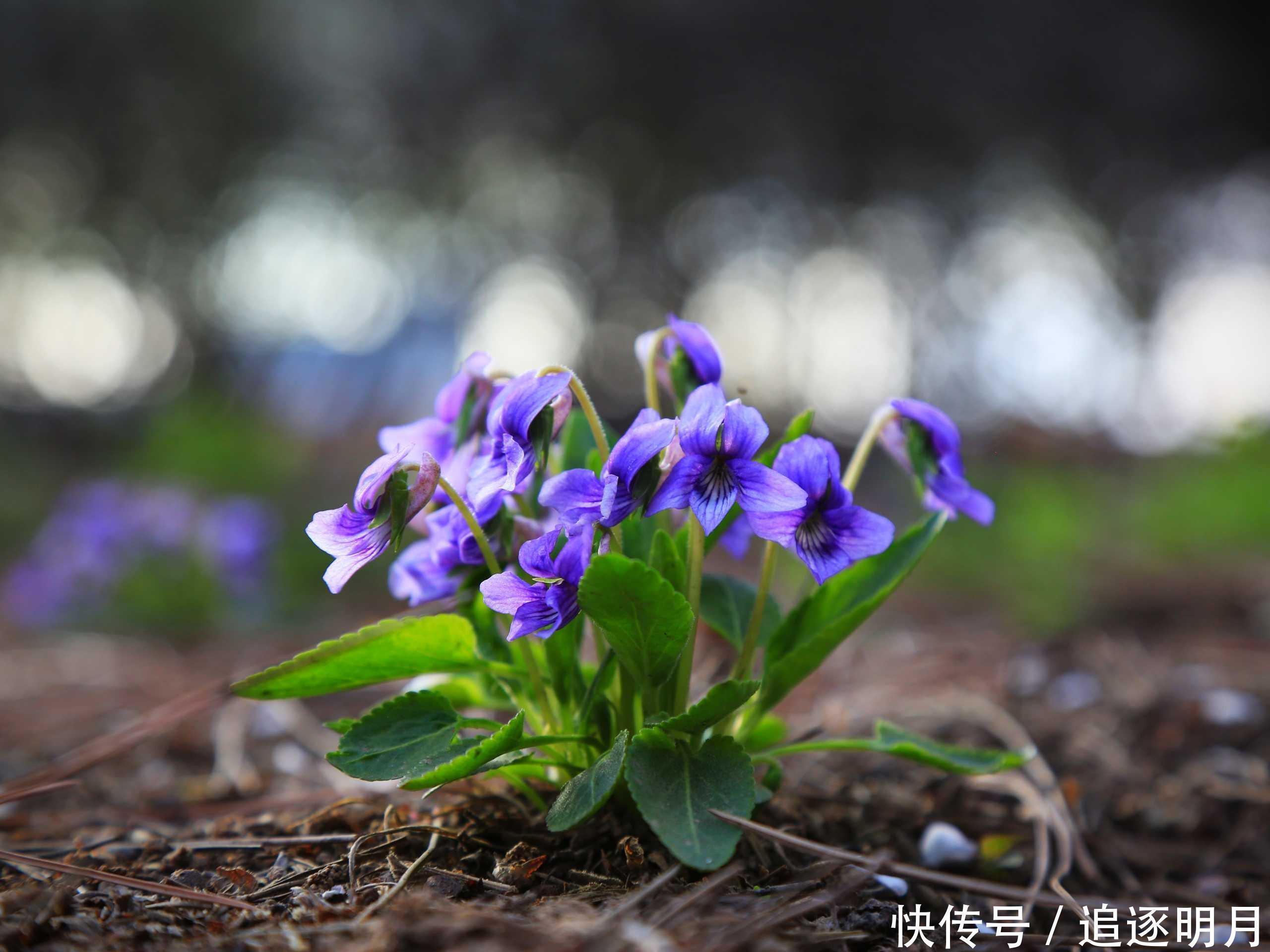 乌梅|“解除肝毒”的千年古方5味药泡茶饮,肝气活了,情志也舒畅了