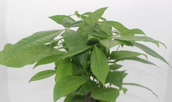 八种不喜水花,土不干不浇水