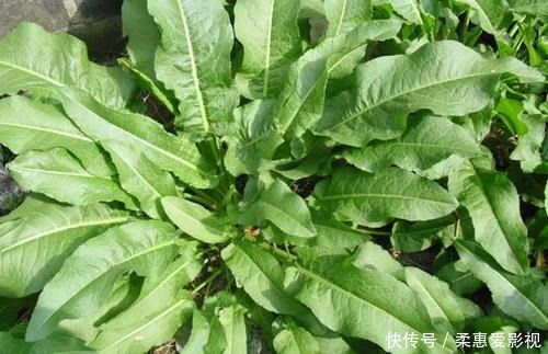 生长在河边的“野菠菜”,能够乌黑头发治脚气,价值很高