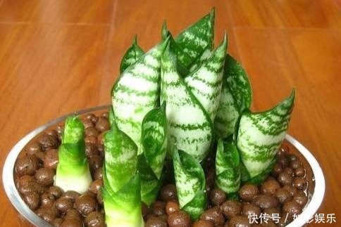 盆栽虎皮兰,学会这3招,保证让你的虎皮兰不断长侧芽