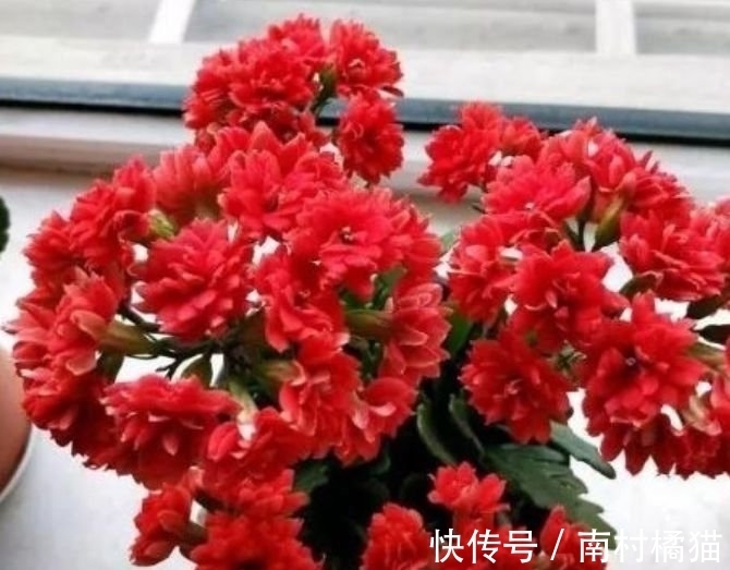 家里养上几种花，365天开花不断，花团锦簇，比牡丹还美