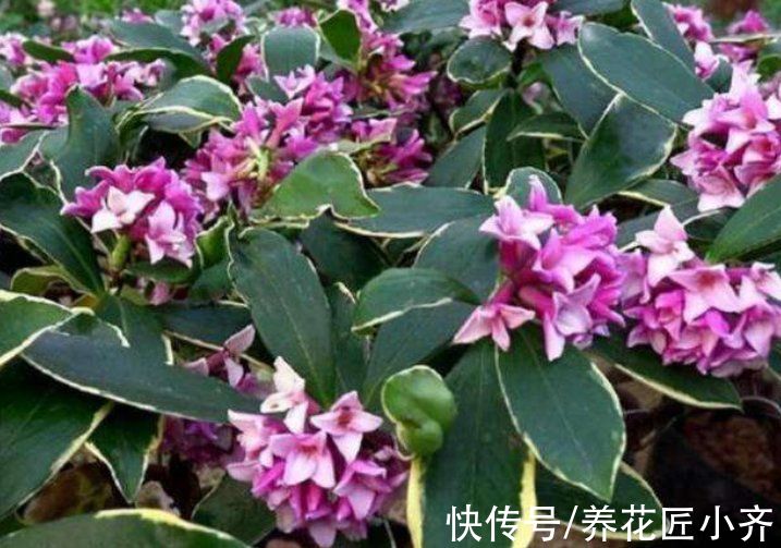 8种“短命花”,年前买,年后扔,只因好看忍不住,才会年年买