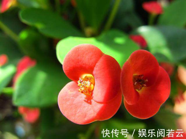 麒麟掌|花卉市场看见此几种多肉别买,长大后是有毒性的