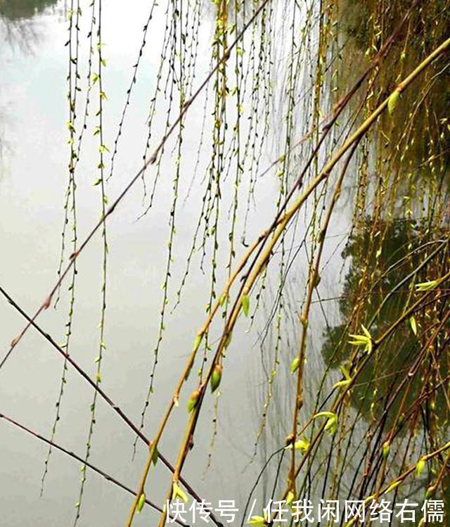 七绝(河岸新柳)一首垂丝秀发镜边梳,倒映波光影羡鱼