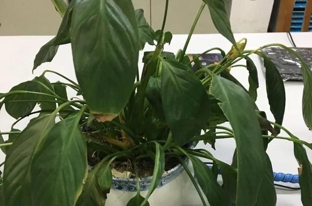 6种花一天不浇水,叶子就耷拉,缺水3天就死翘