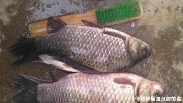 五月了,大板鲫只需照我说的钓,不吹不黑,鱼护爆满那都不是事