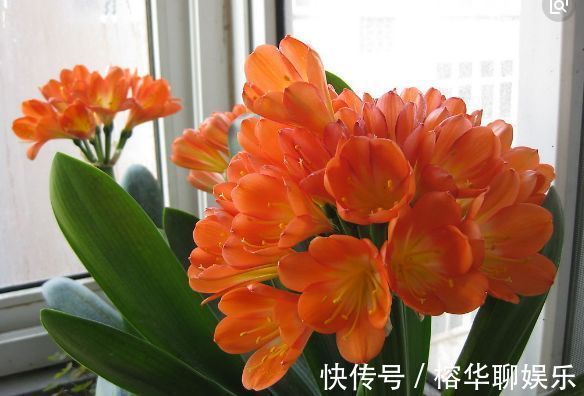 媳妇把君子兰养成大白菜，原来你是如此的君子兰