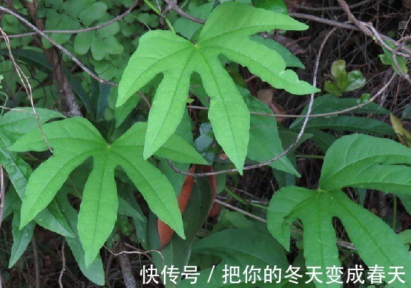 野果|农村一种常见“野果”,常被农民当野菜吃,却不知根部价值珍贵