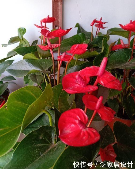 扶桑花|6种“劳模花”,四季花不断,家里养一盆,开花300天