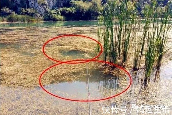 鲫鱼|钓鱼不钓草，完全瞎胡跑找个草窝就开钓，那离“扑空”不远了