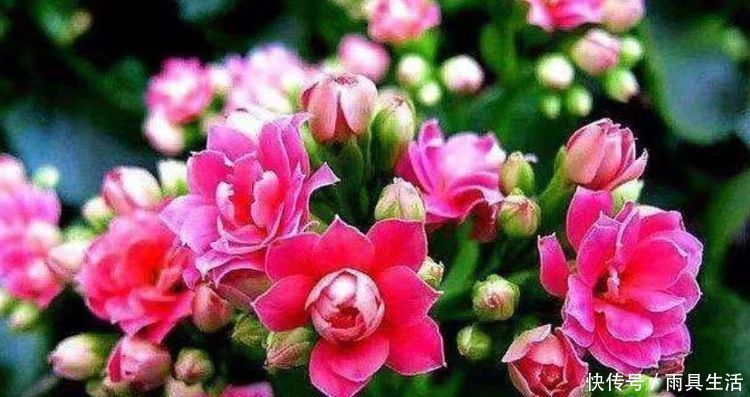 养花就养这几款,漂亮又好闻,全年开花不断,花开美观又大气
