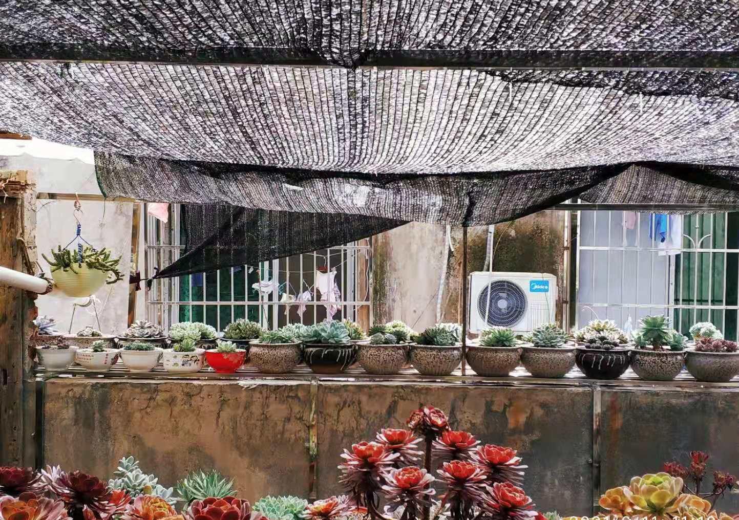 肉友|夏天可以用叶片来繁殖多肉吗?可以,但要讲究技巧叶片才可能发芽