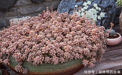 多肉中的“四胞胎”,长相相似却各有千秋,教你这样辨别!