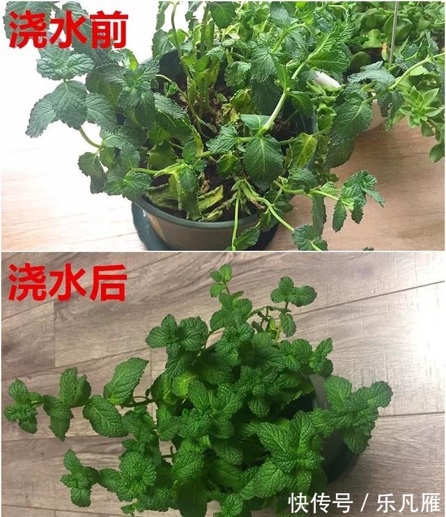 缺水|养花技巧快死的花，剪一刀立马活，还能再开花！