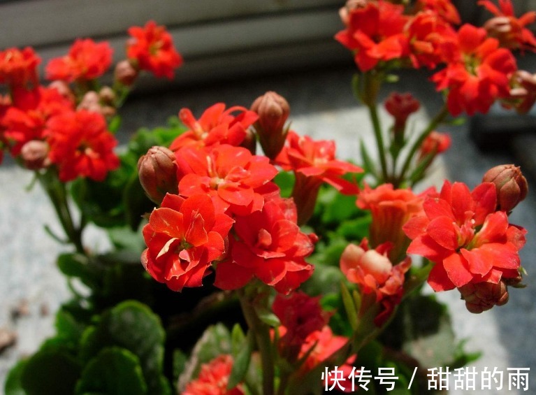 养护“长寿花”,生长不旺盛,原因在这里,此“溶液”作用很大!