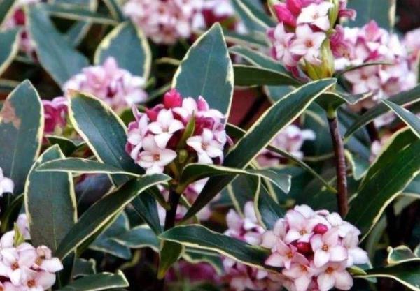 聪明人都养“4种花”，身体越住越健康，起码长寿十年