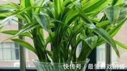花市看到3种花随便买，摆客厅显大气上档次，过冬容易