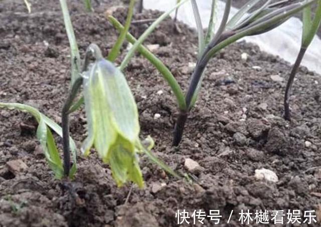植株|在山谷,看到1种“杂草”请珍惜,它价值高,“1千元”1斤,珍贵