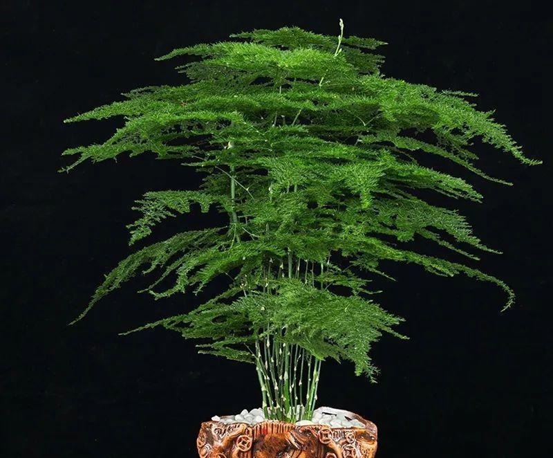 开花|6种“漂亮花”，长了就狠剪，舍不得剪害处大，耽误一年开花量