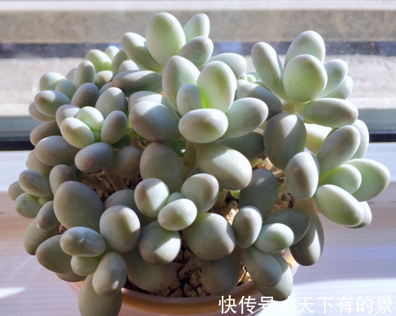 秋季养多肉白美人，满足4点，株型小巧叶片肥美，状态好极了