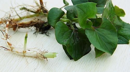 蕨菜|这些在农村野地里不起眼的野草, 关键时却能救命, 你认识几个