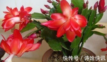 叶绿素|蟹爪兰常年不开花，不小心在盆里倒了“它”，花朵蹭蹭窜不停！