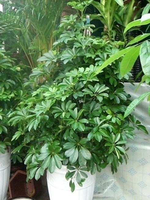 鹅掌柴|养花不在多,家中养上这“3种”,安宅又“旺财”,舒适又健康
