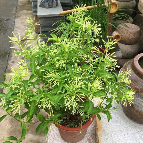 细菌|“2种花”再喜欢也别养,散“毒气”生细菌,家里若有尽快搬出去