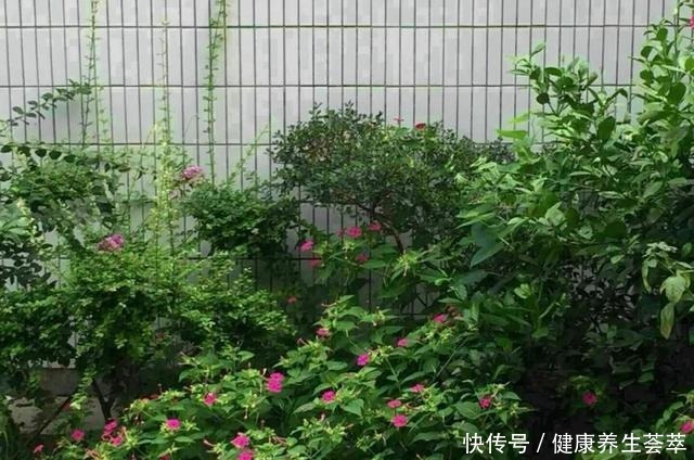 路边捡一把“小地雷”，撒盆里窜出满阳台的紫花，不花一分钱！