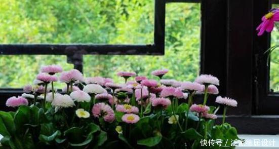  光照|养花新手需要知道的事：你的花为什么会死