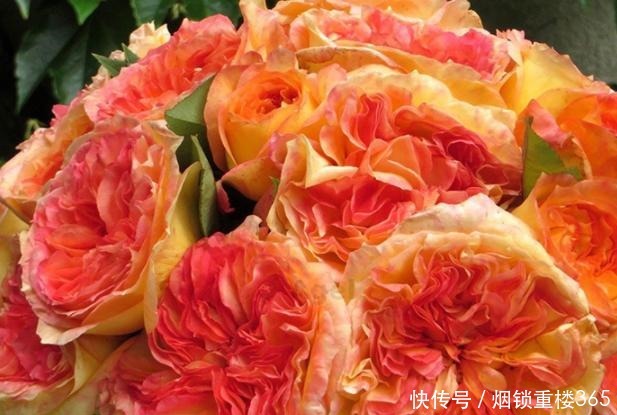 春天养月季最重要的是什么做好几点，叶片油绿开花多