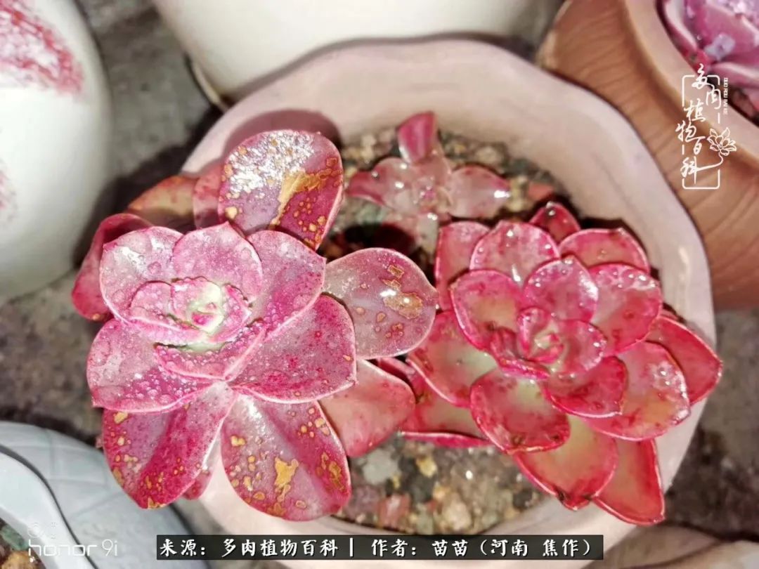 迷上多肉后，有一种喜欢叫一日看三回！