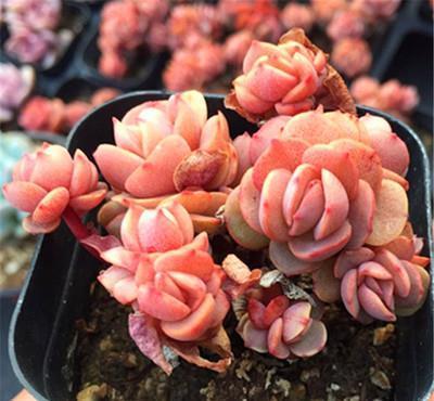 群生|谈谈养了3年多肉的心路历程:从期待爆盆到害怕群生,经历过才懂