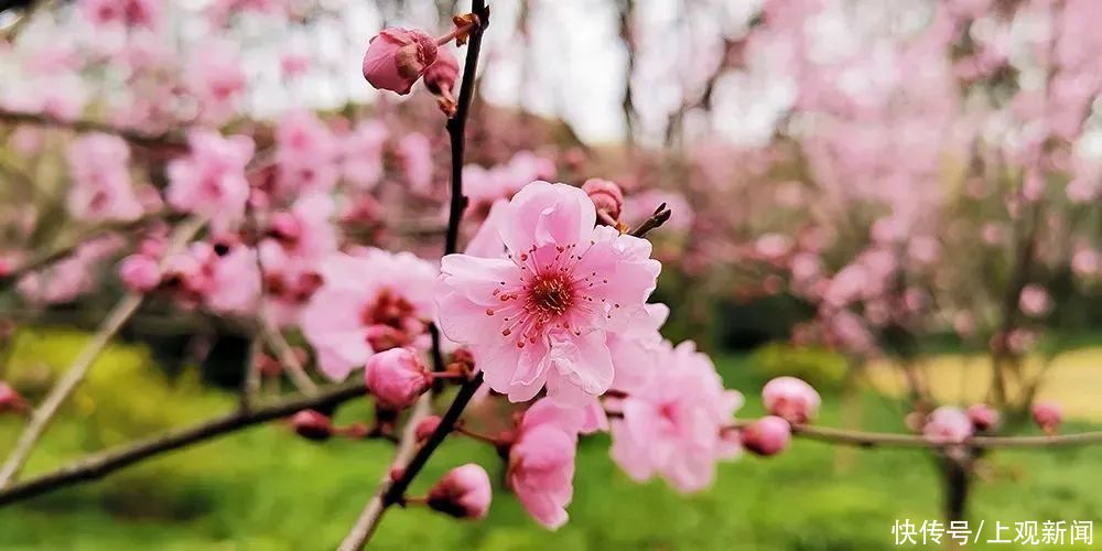 春暖花开日，醉白池公园三八女神节免票优惠邀汝来赏花