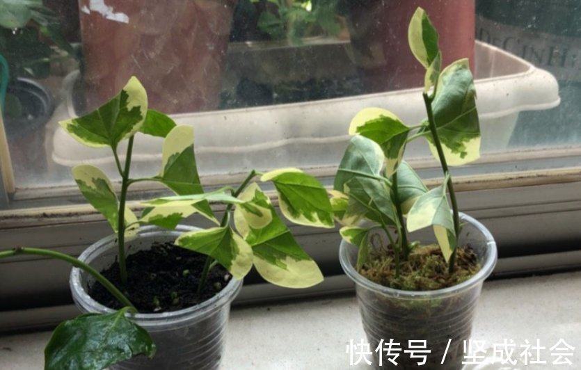 关键点|养花2种扦插方法，掌握“关键点”，扦插不再难，扦插一棵活一棵