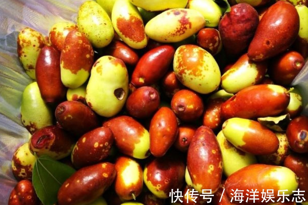 酸枣树|村民种植一种枣,有益气健脾的效果,栽培方法关键