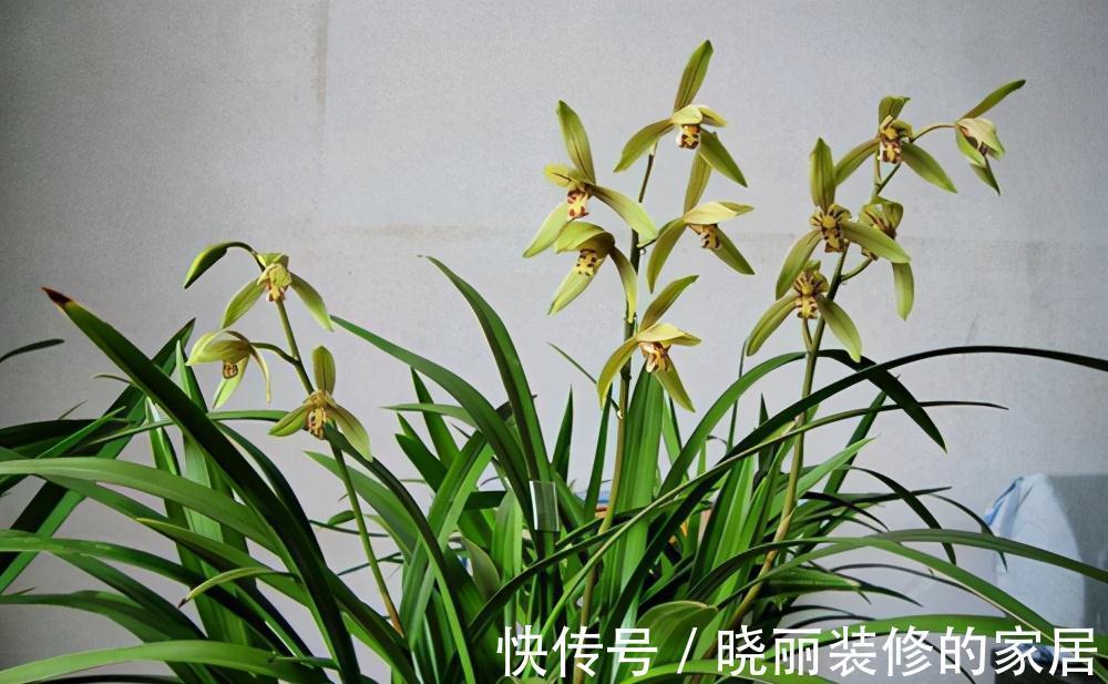 兰花养了多年还不开花是怎么回事,注意这些养护细节,就能开花