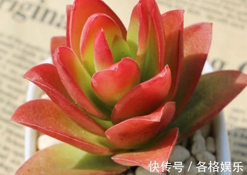 颜色|多肉火祭怎么盆栽教你3个小妙招,养出颜色鲜艳火红的火祭