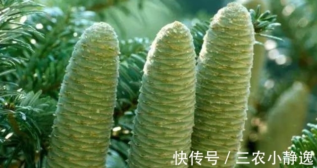 采摘|此为“濒危物”,请别因果实美丽,而折枝采摘,要保护