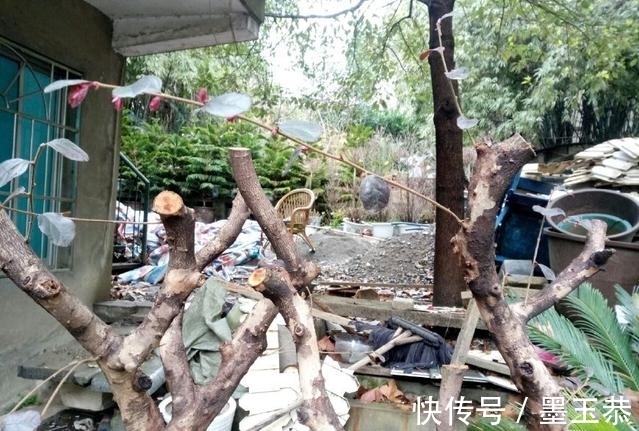 好不容易找到一株下山桩盆景桩头,为什么下山桩不易存活?