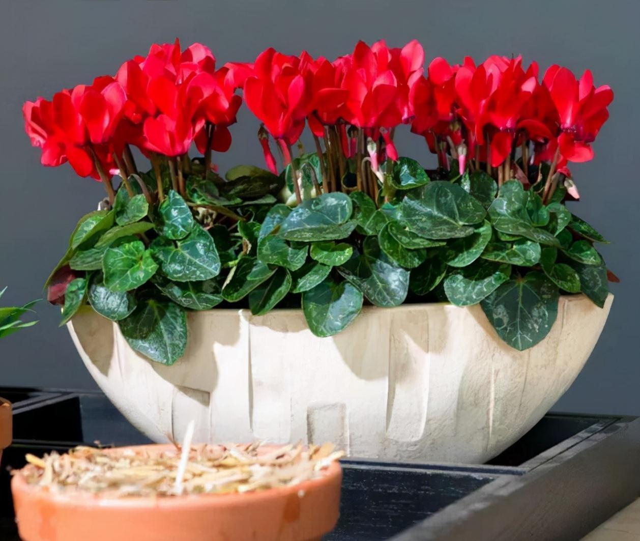 “年味十足”的11种花,颜值高寓意好,想买要趁早,晚了会涨价