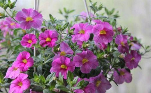 4种花是花中劳模,一年四季开花不断,根本停不下来