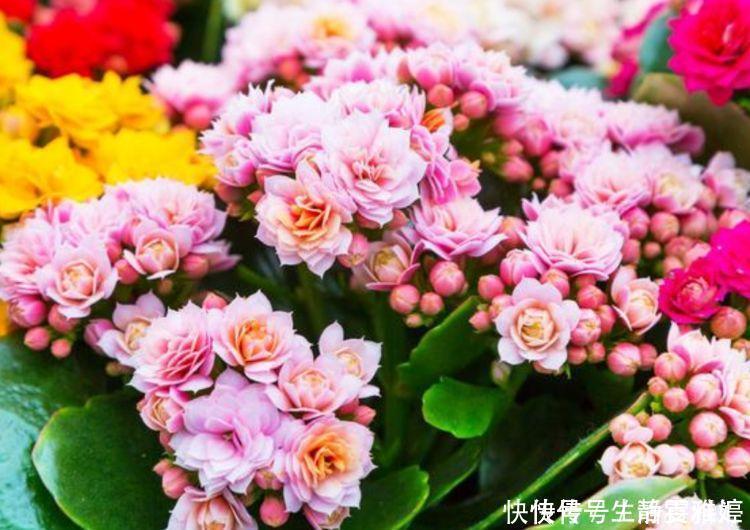 有钱人都养4种花,花大色艳,花香易打理,养在客厅美极了